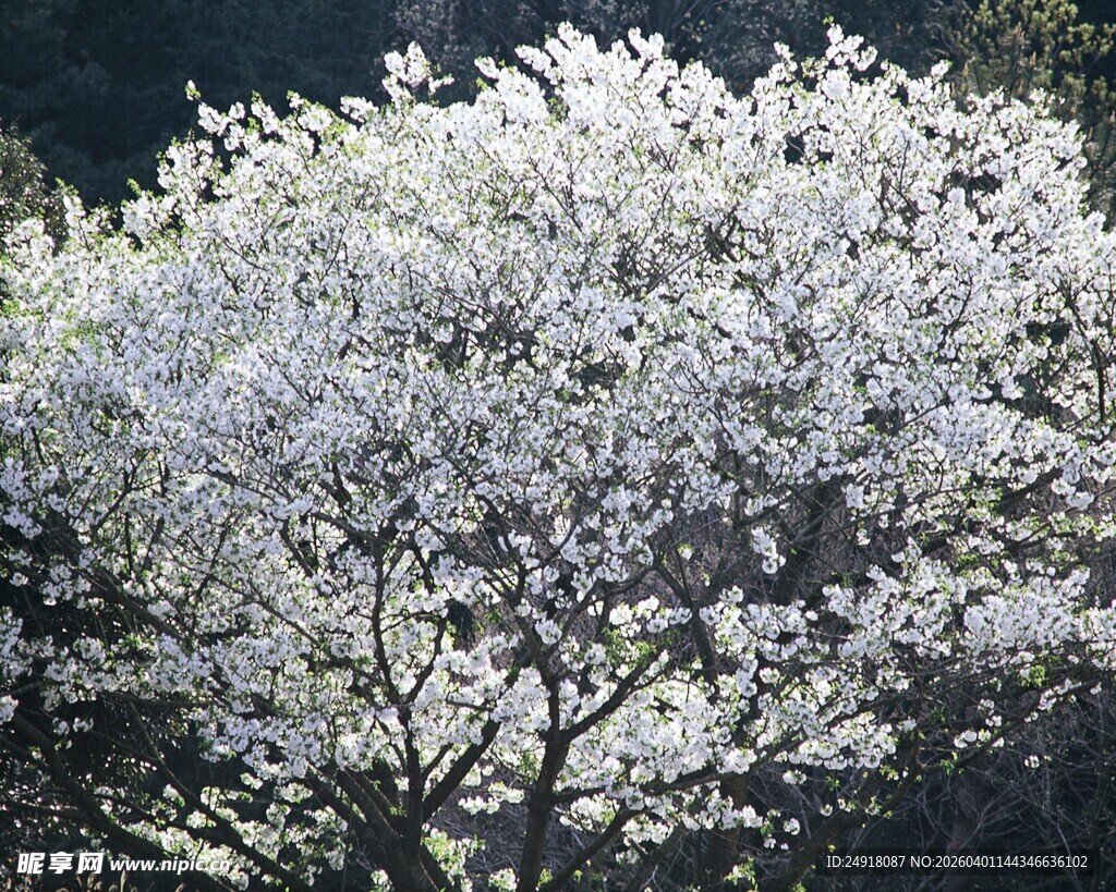 盛开的白色繁花树