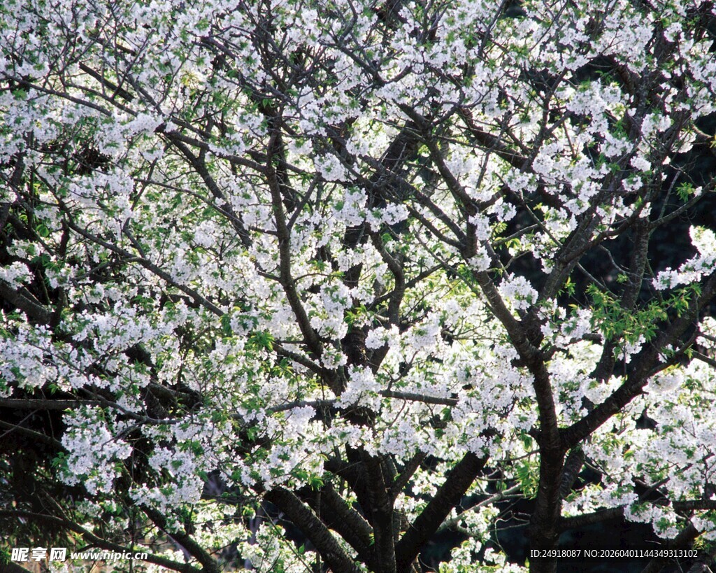 烂漫樱花绽放枝头