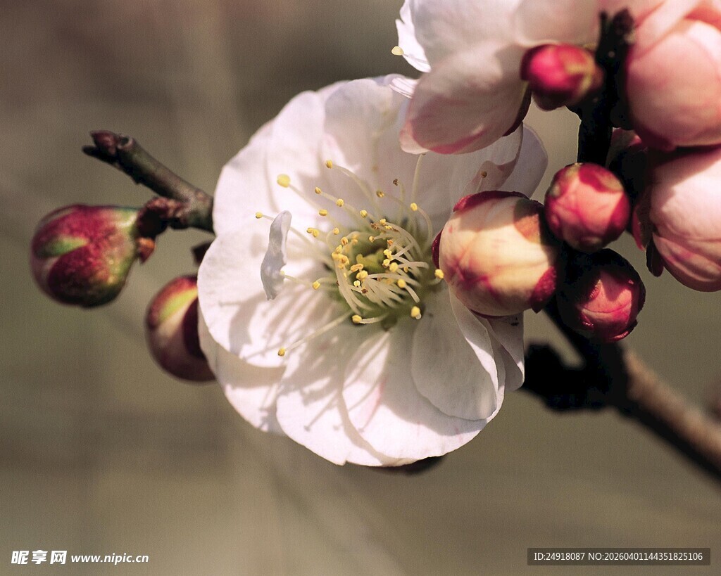 绽放的白色花朵与花苞