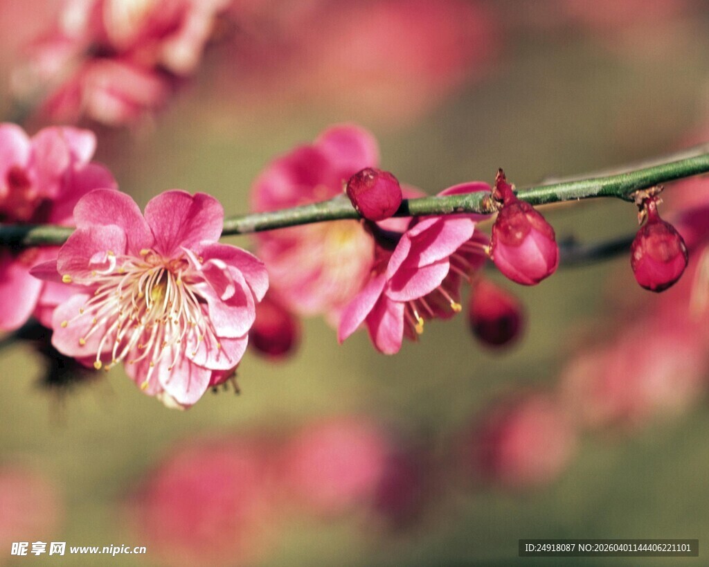 娇艳绽放的粉色梅花枝