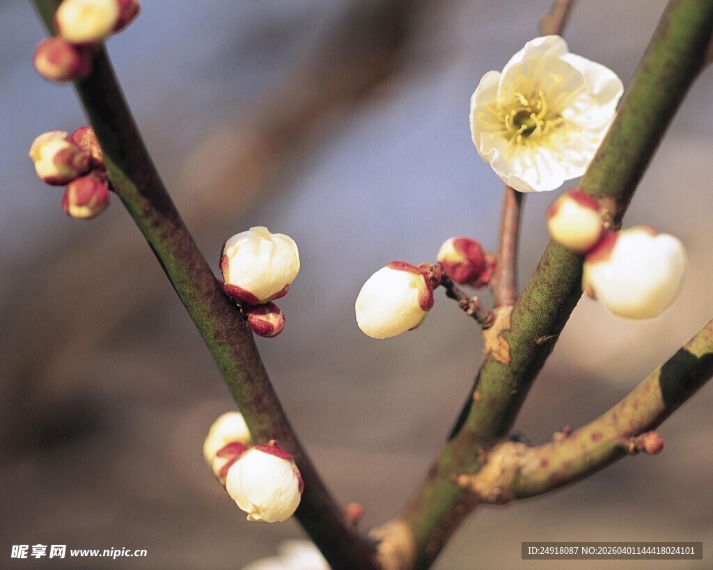 白梅绽放枝头