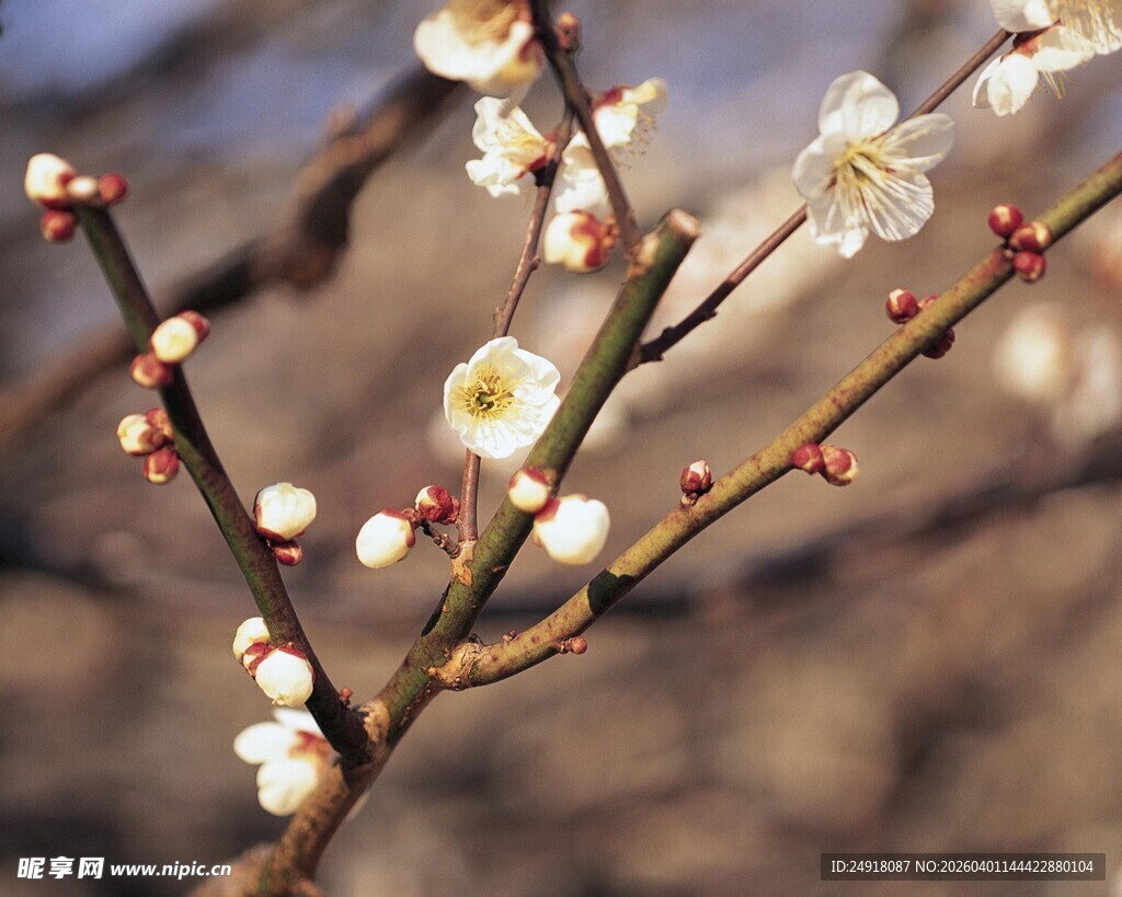 枝头绽放的素雅白梅花