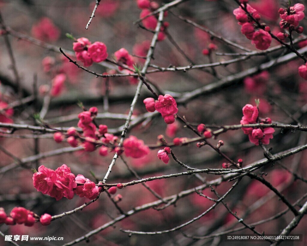 枝头绽放的娇艳红梅花