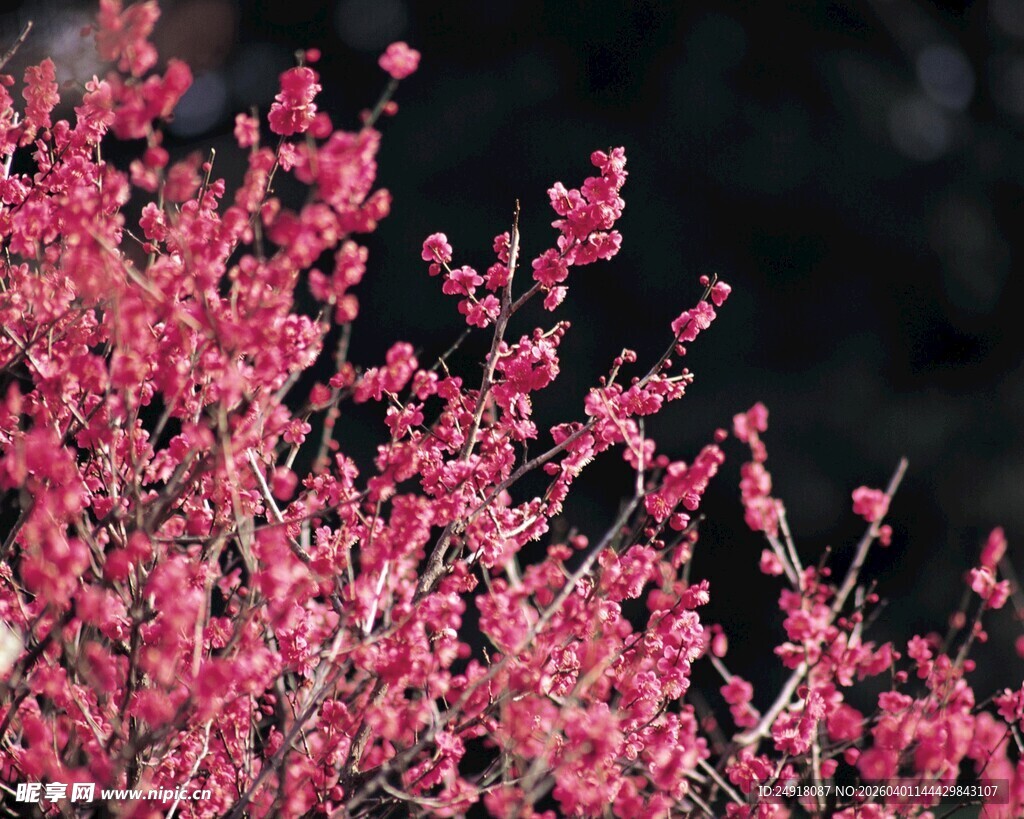 盛开的粉色花枝