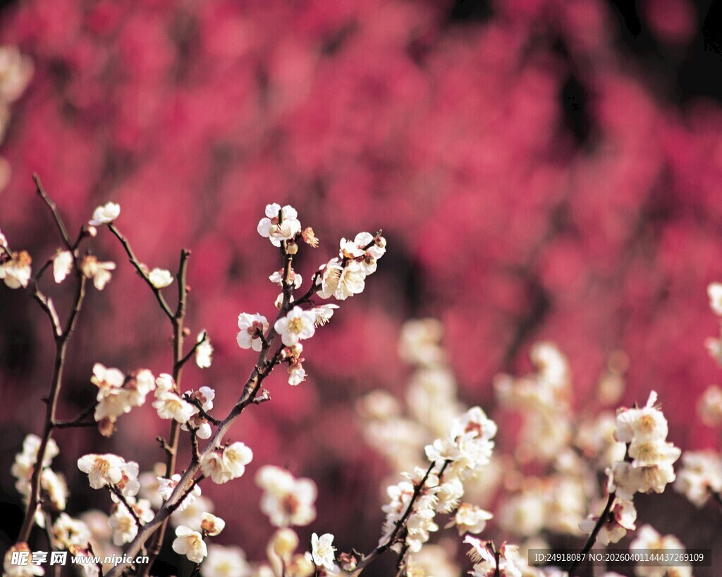 春日繁花绽放美景