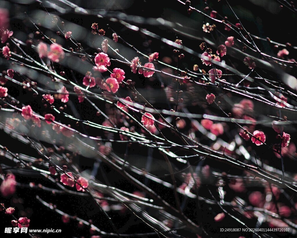 雪中绽放的娇艳红梅