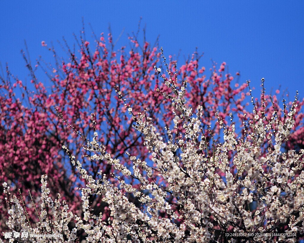 春日繁花绽放蓝天之下