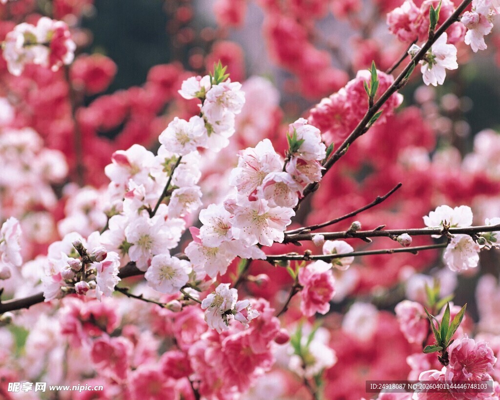 春日烂漫桃花绽放