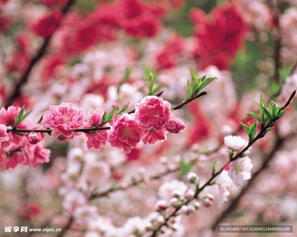 春日绽放的艳丽桃花