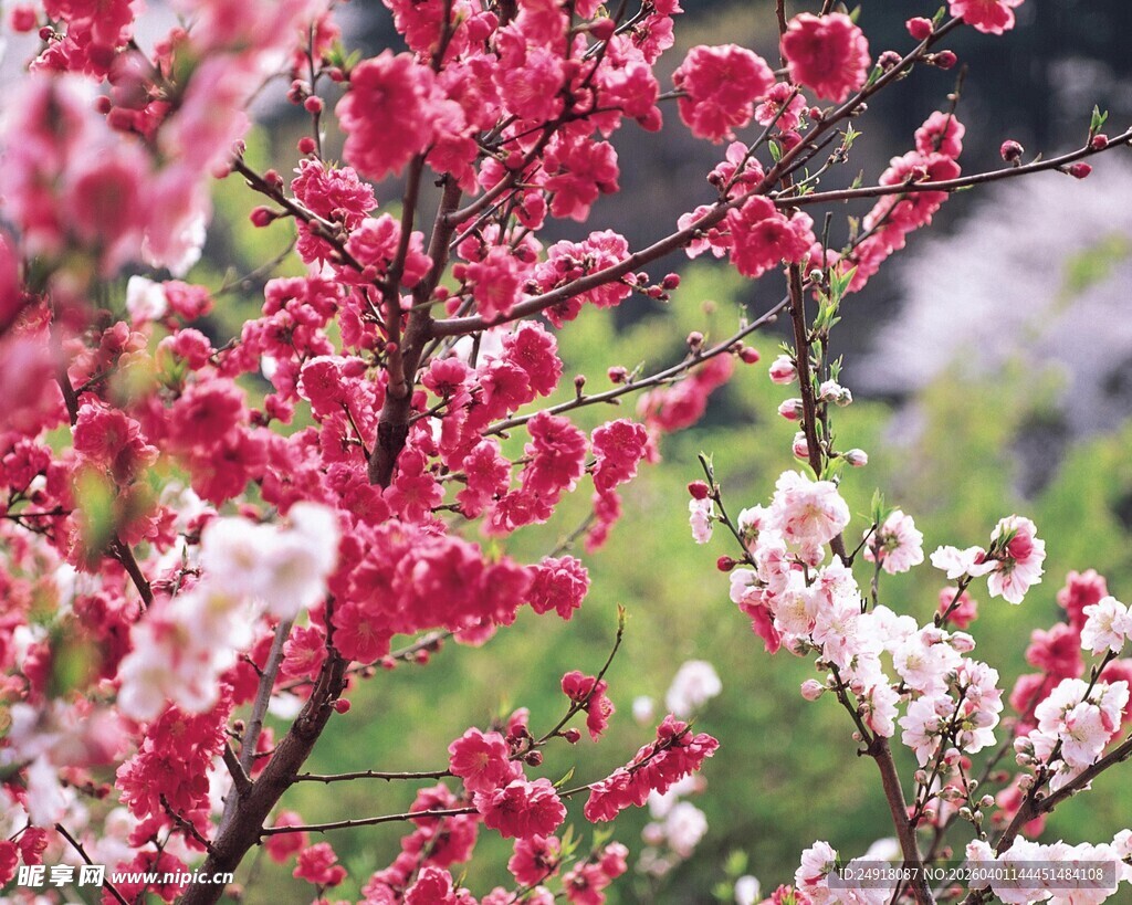 艳丽绽放的多彩花枝