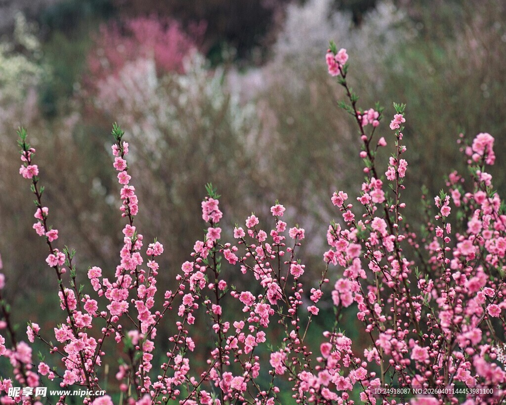 粉色繁花绽放的美丽景致