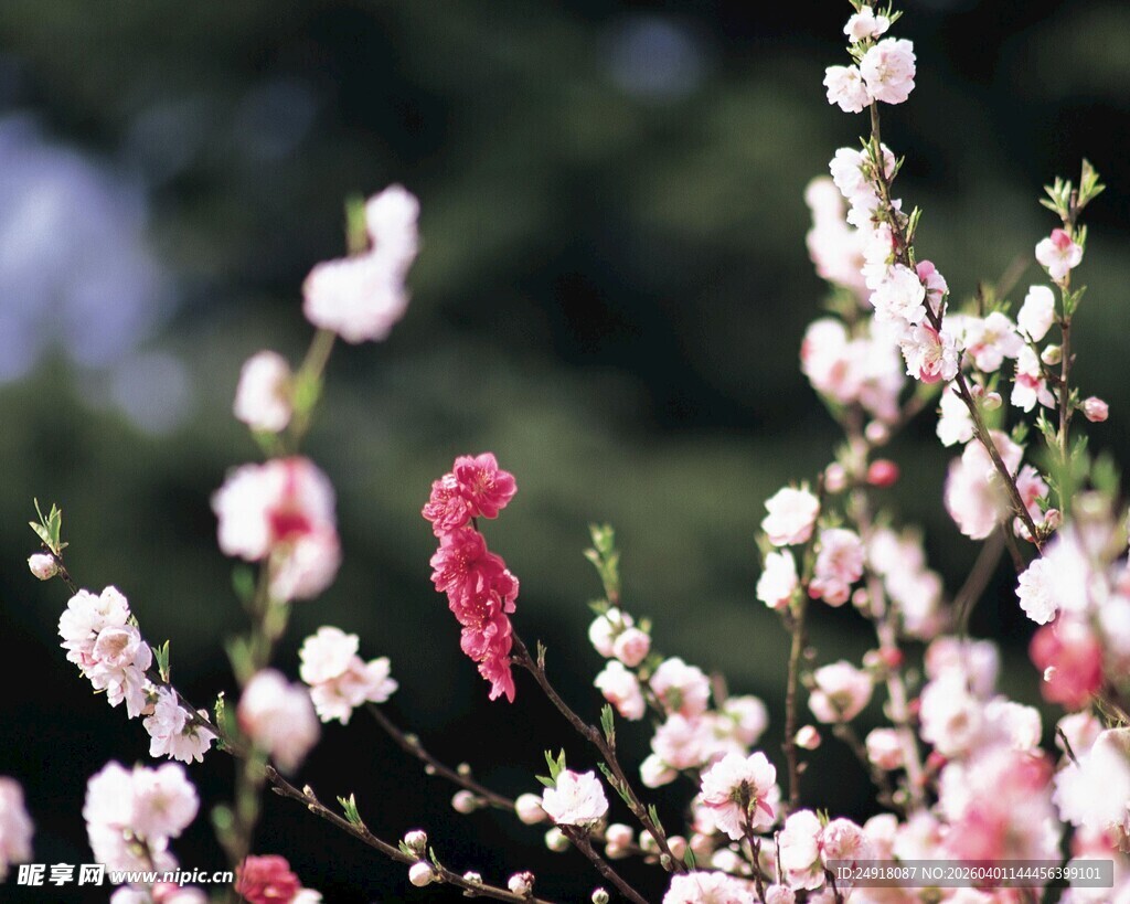 春日绽放的绚烂花枝