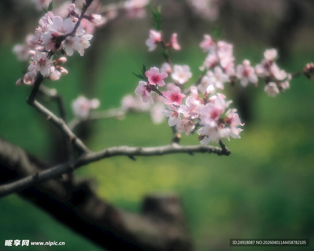 枝头绽放的粉嫩桃花