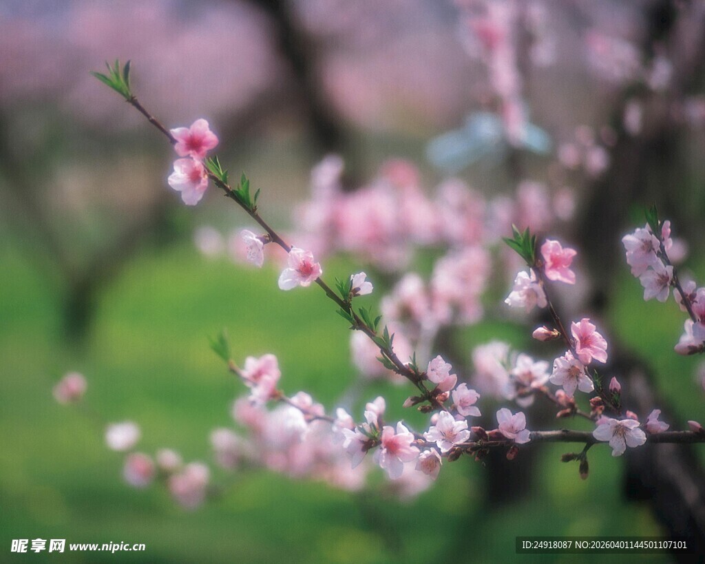 春日绽放的粉嫩桃花枝