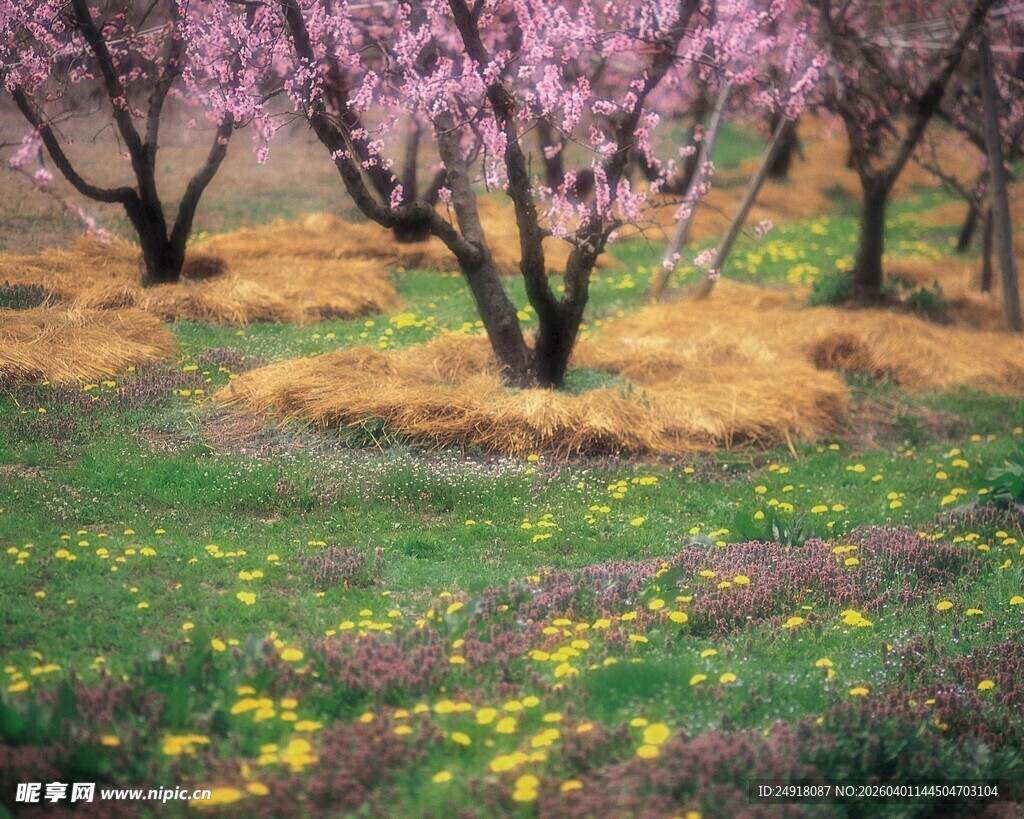 春日桃林繁花与绿地