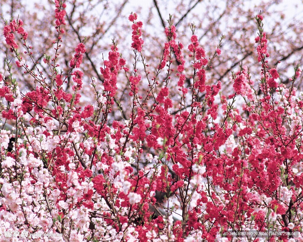 枝头繁花绽放的美丽景致