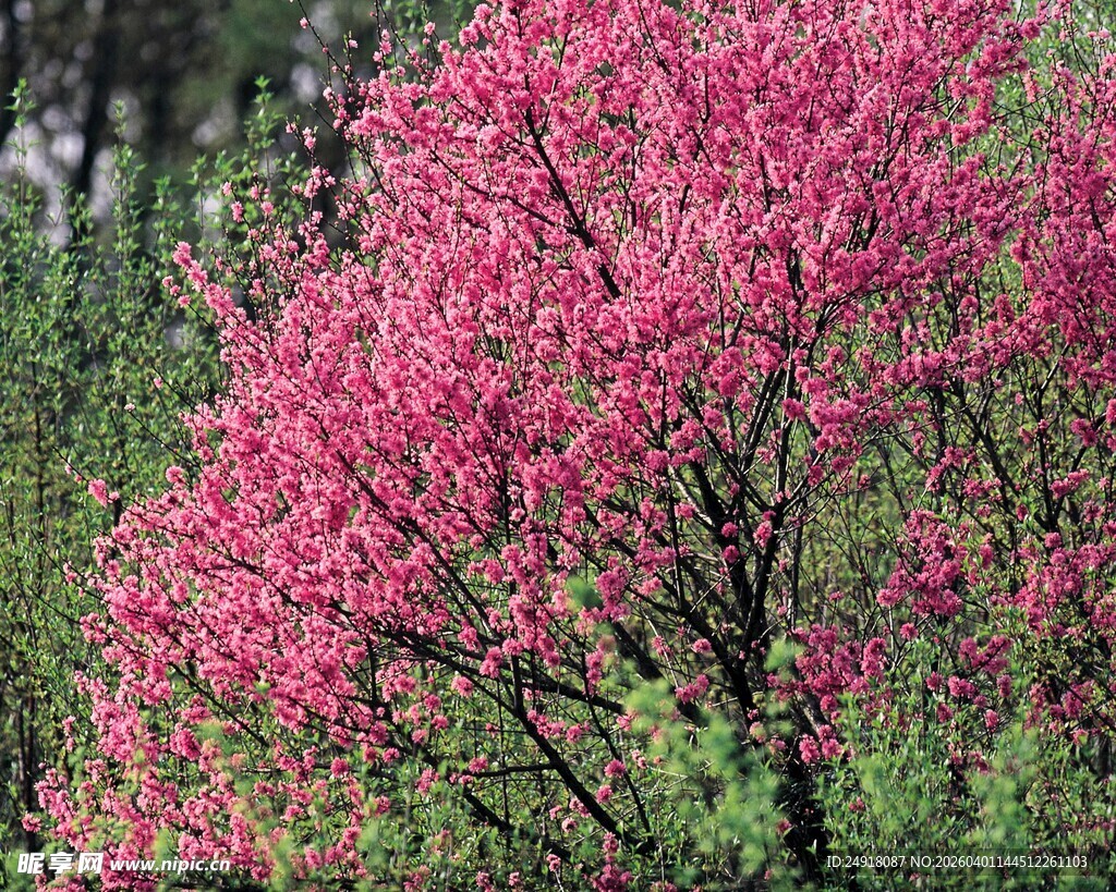 盛开的粉红色繁花树