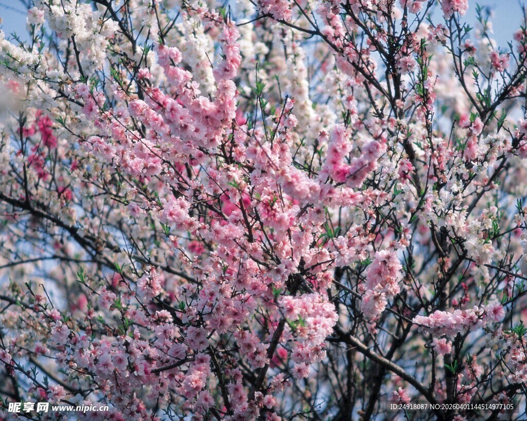 盛开的粉色繁花