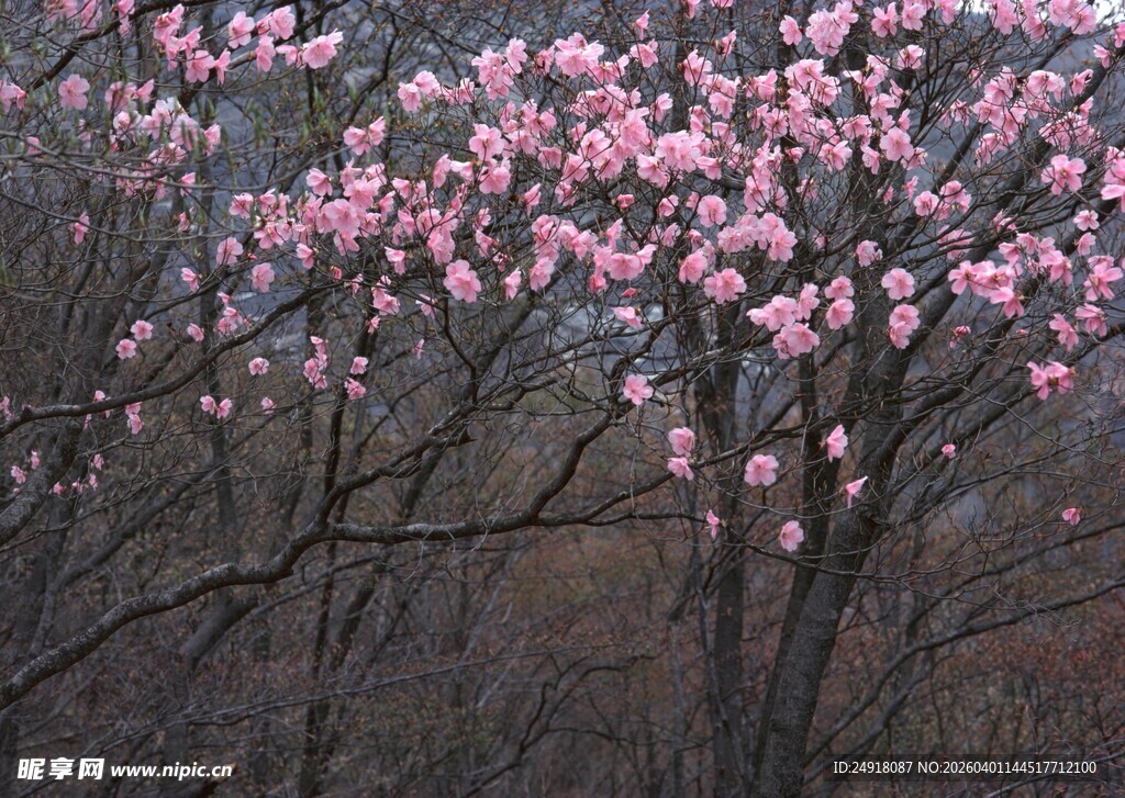 盛开的粉色繁花