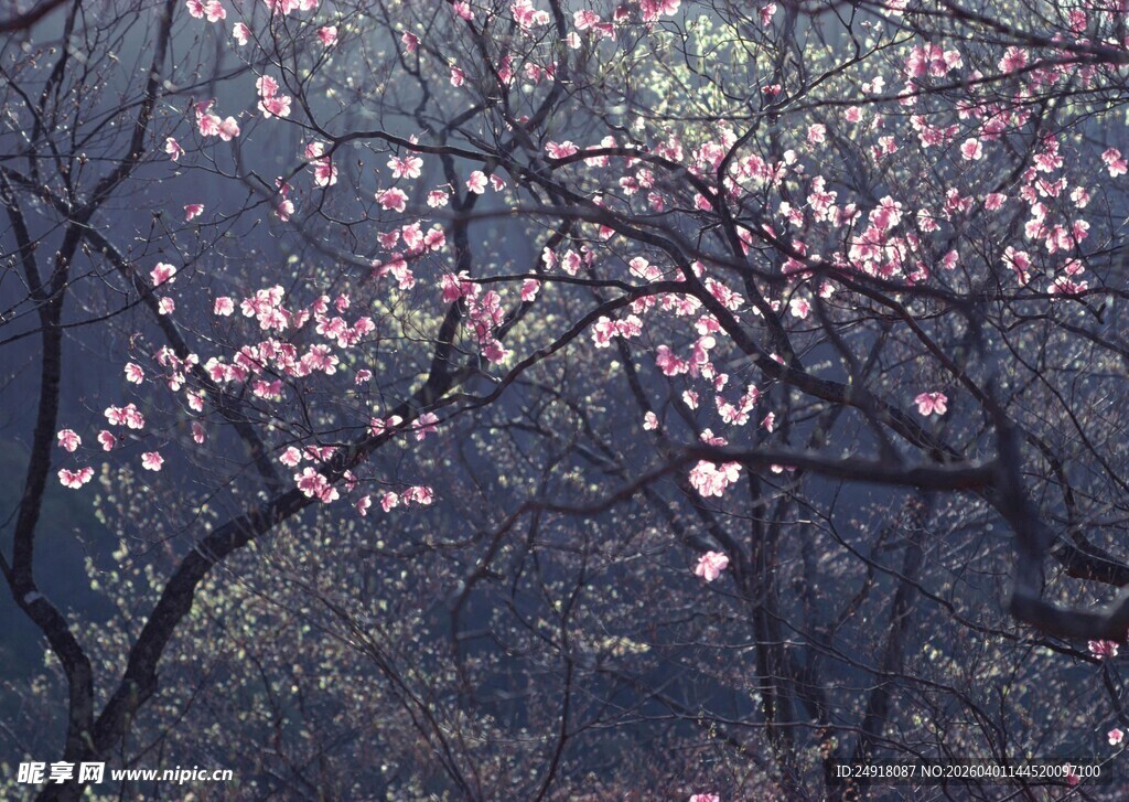 春日繁花满枝的烂漫景象