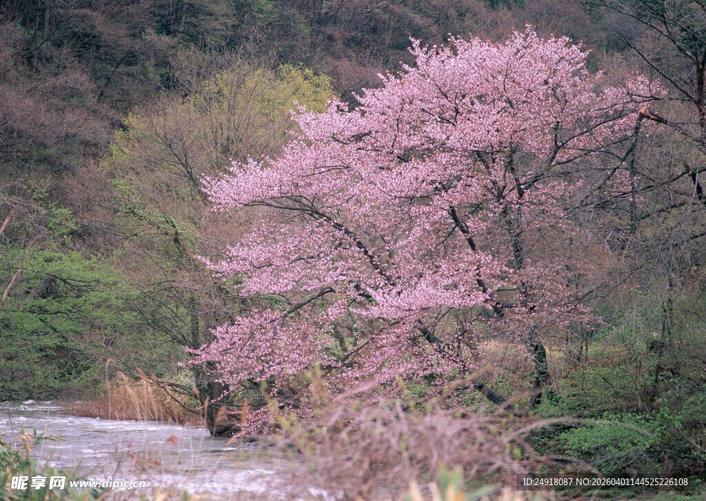 溪边盛开的绚烂粉色樱花