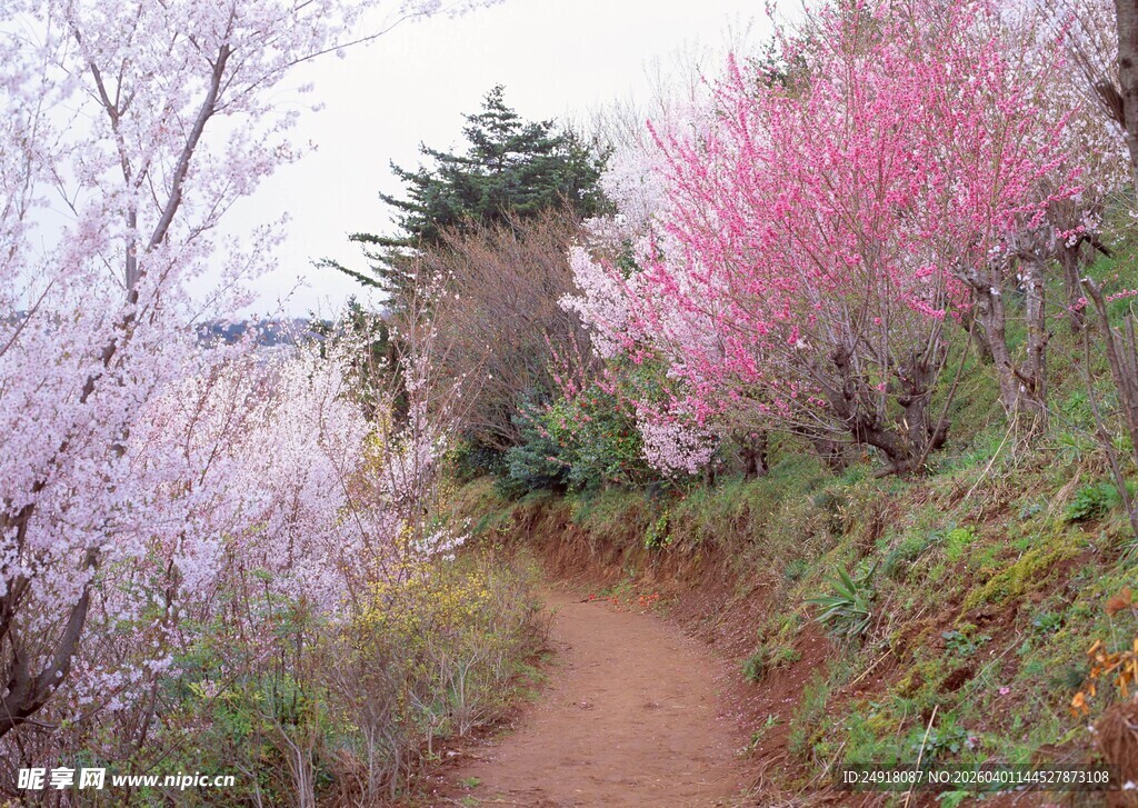 春日繁花小径