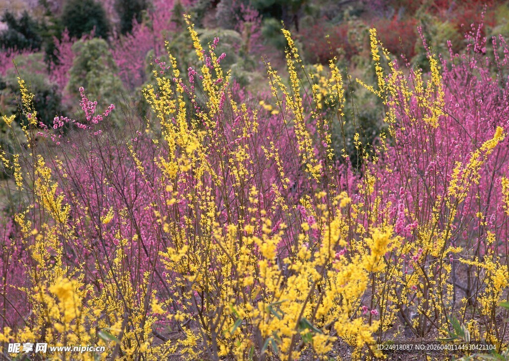 多彩花卉绽放自然美景