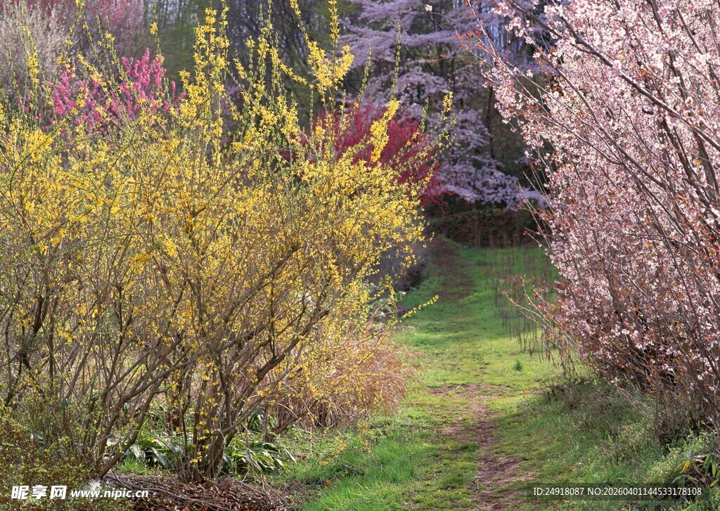 春日繁花小径