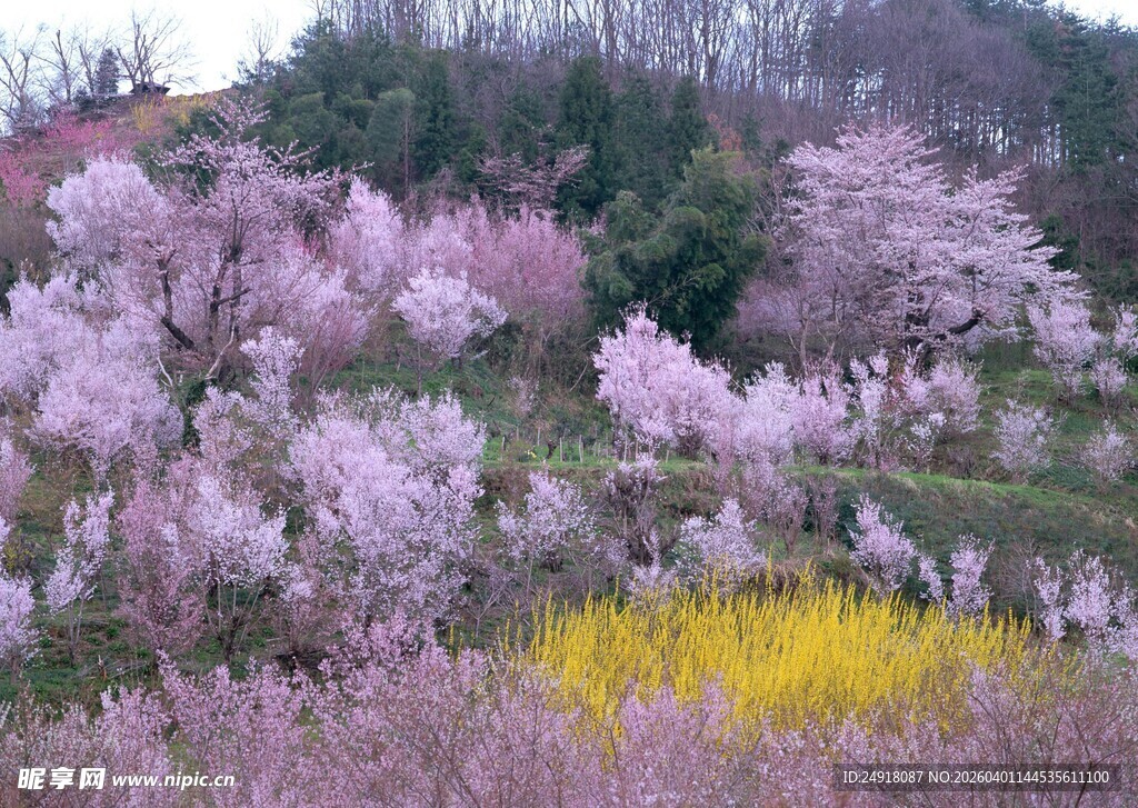 春日繁花烂漫的美丽景致