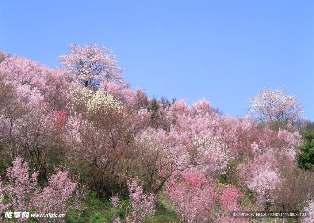 春日漫山粉色烂漫花景