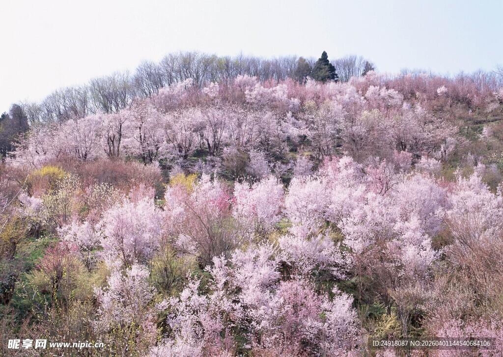 山坡烂漫盛开的粉花