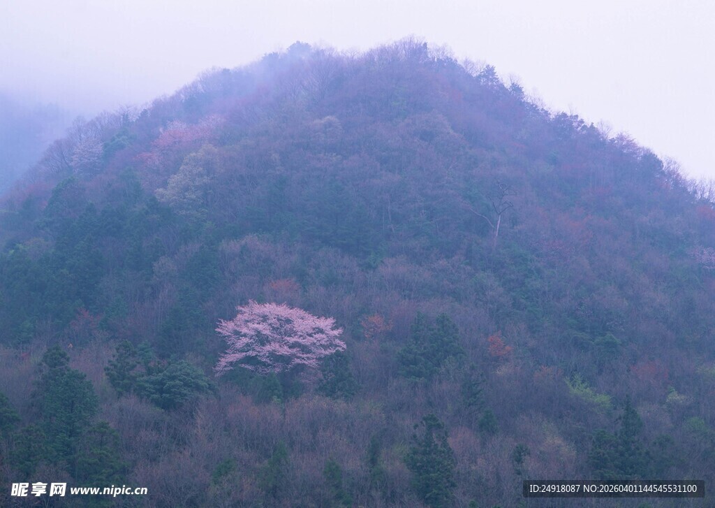 山间繁花隐于葱郁山林