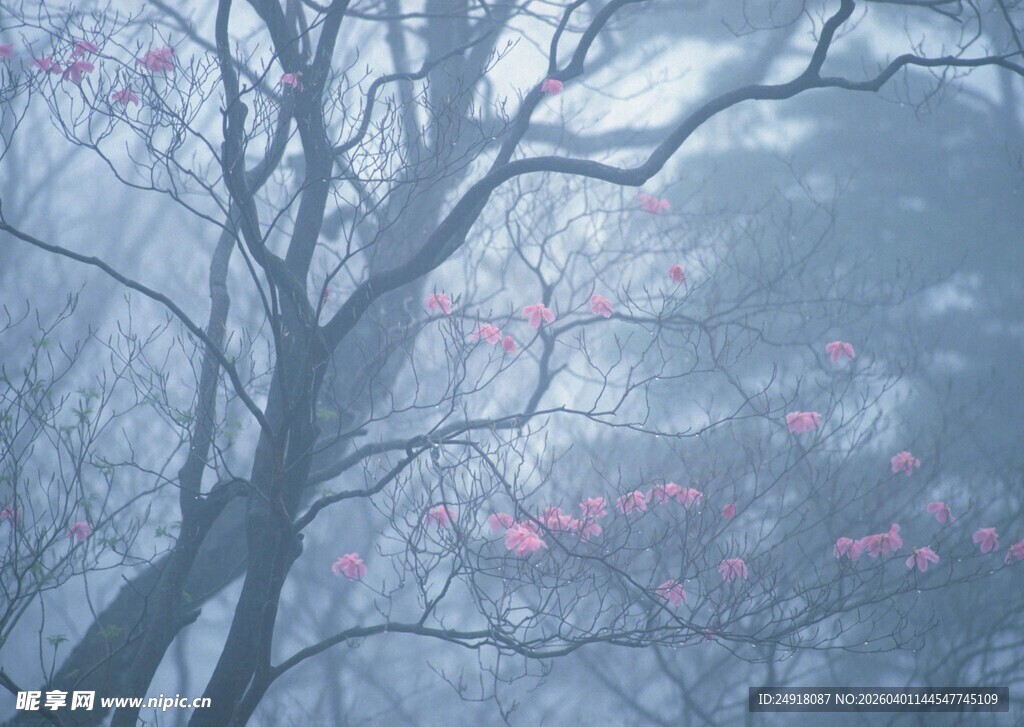 雾中花枝朦胧自然之美