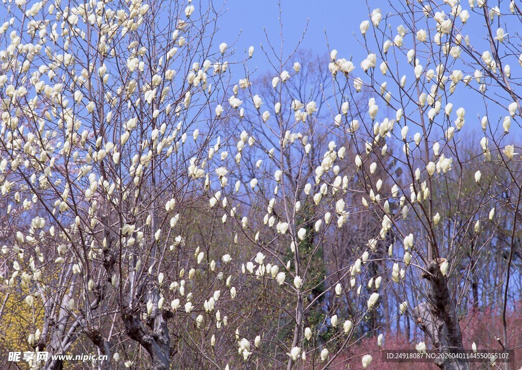 春日繁花盛开的烂漫景象