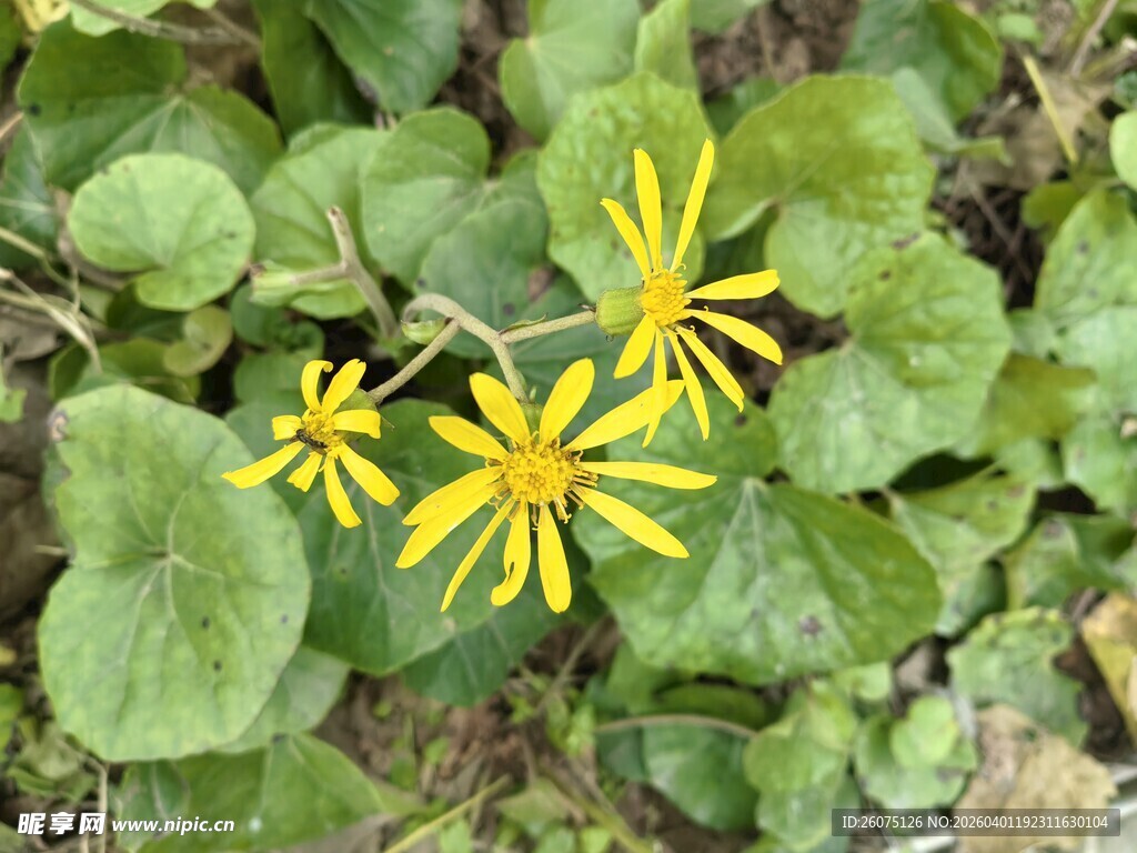 绿叶间绽放的黄色小花