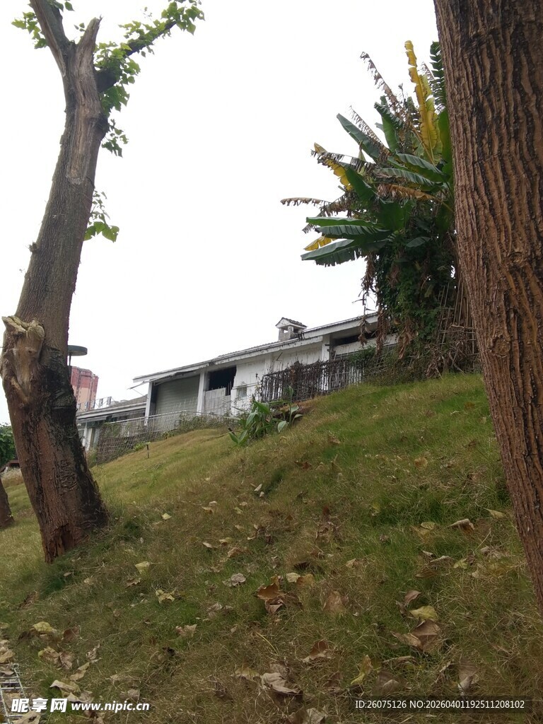 户外草地树木房屋景象