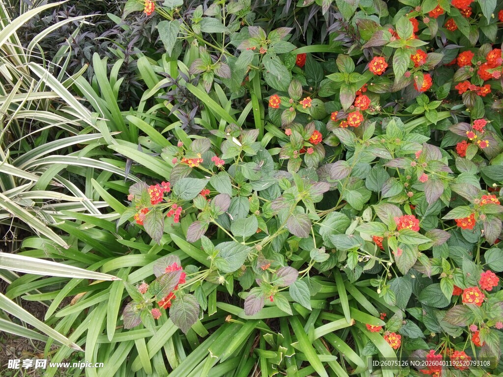 多彩绿植与鲜艳小花