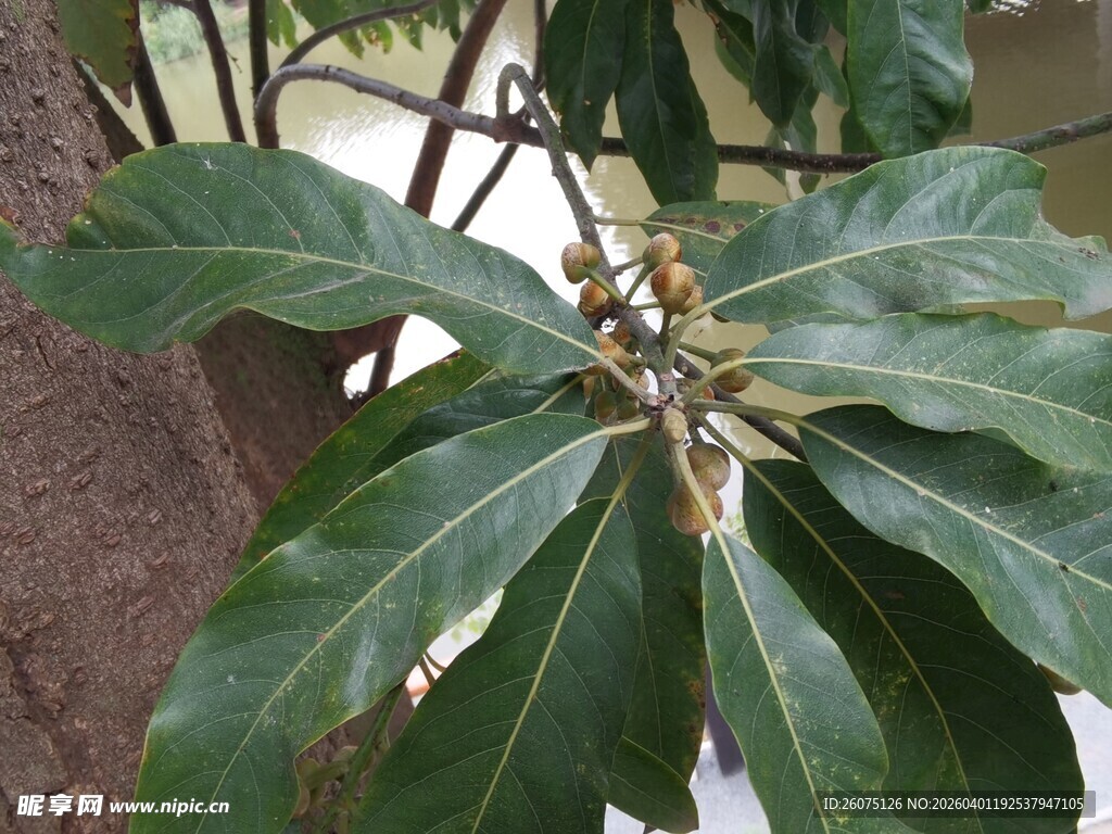 绿叶繁茂的植物特写