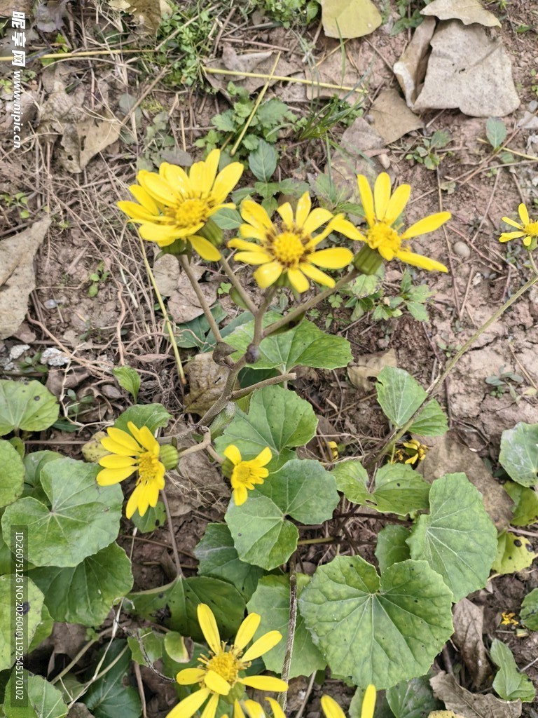 地面上绽放的黄色小花