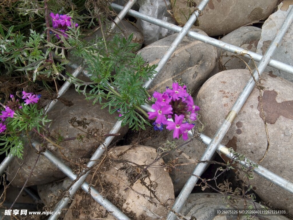 石缝中绽放的紫色小花