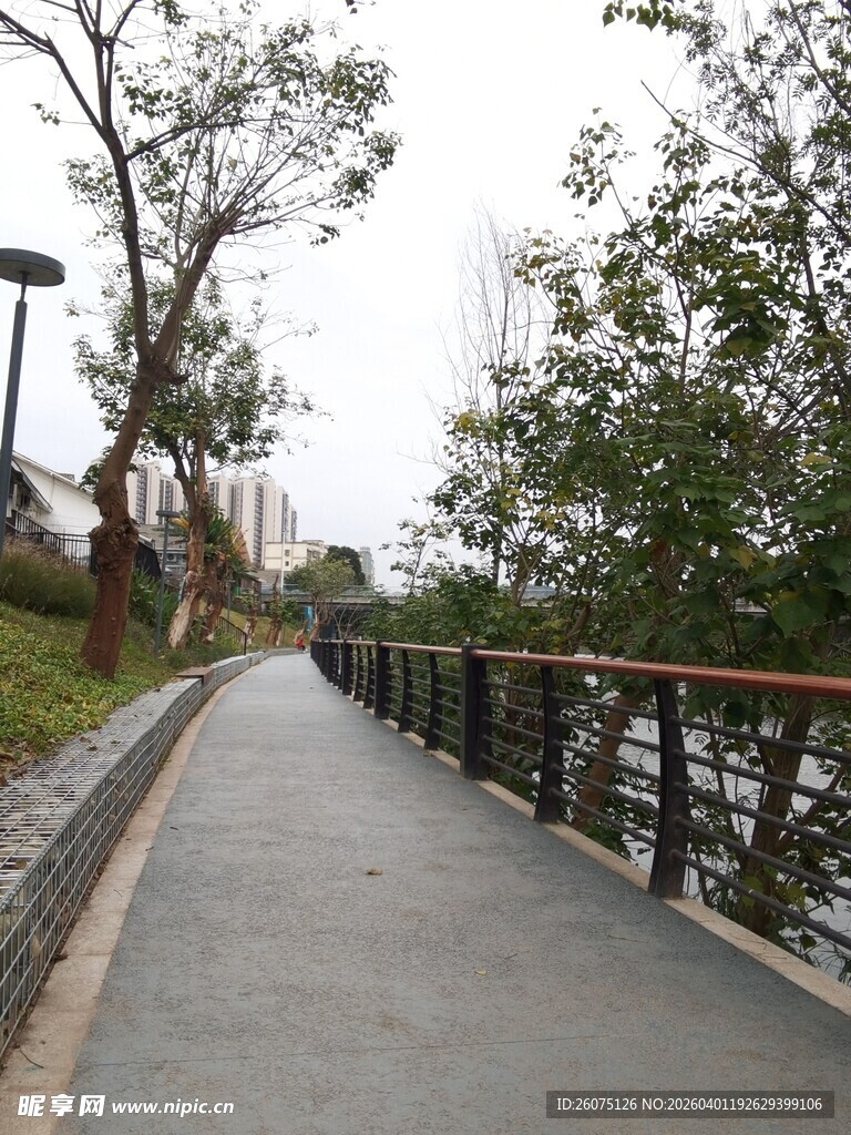 城市林荫步道景观