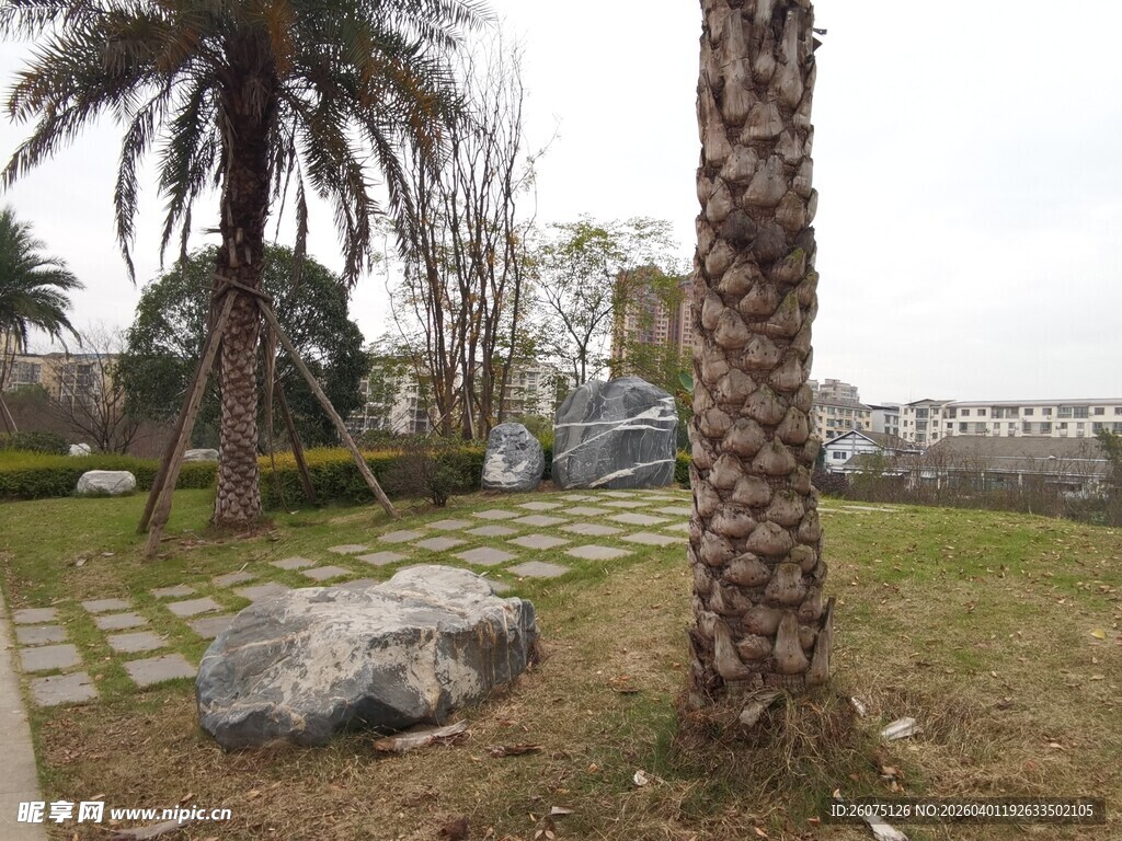 户外庭院中的棕榈树景观