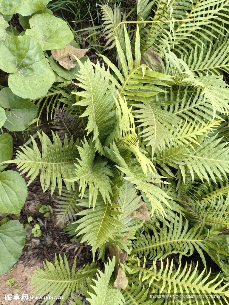 翠绿蕨类植物生机满满