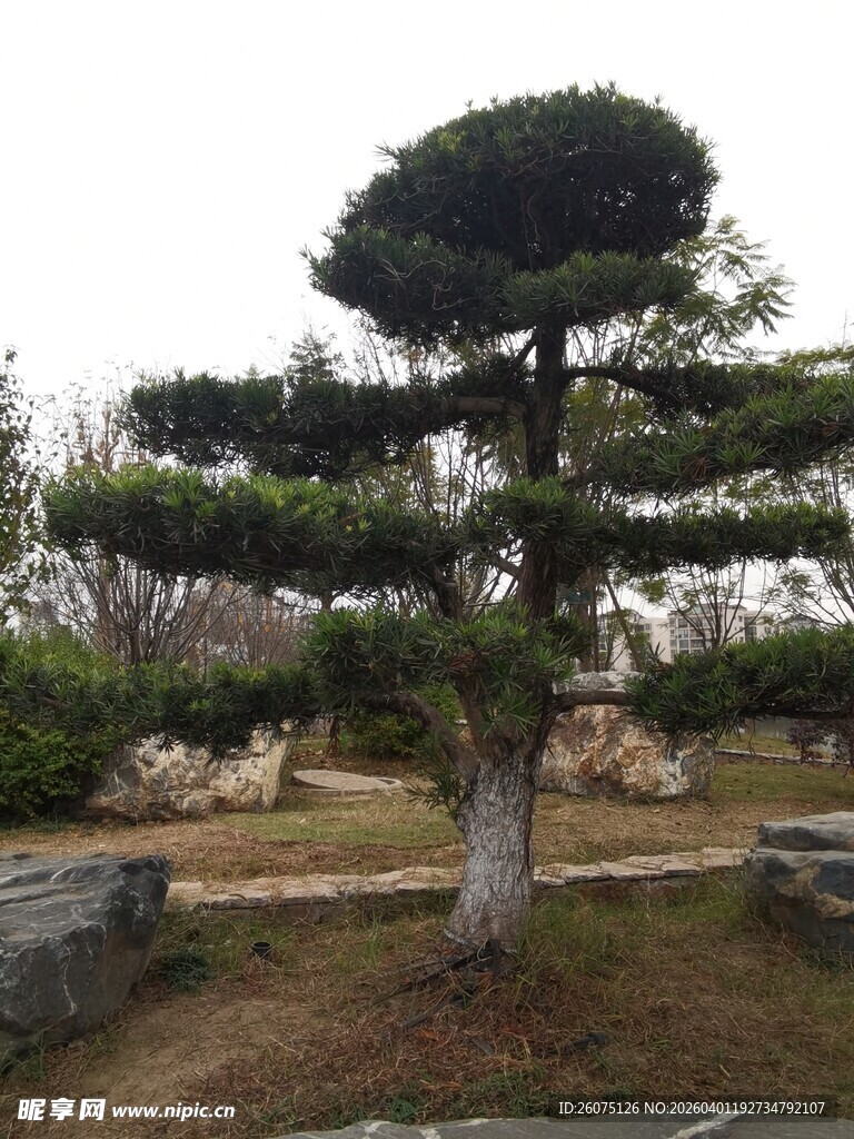 造型别致的景观松树