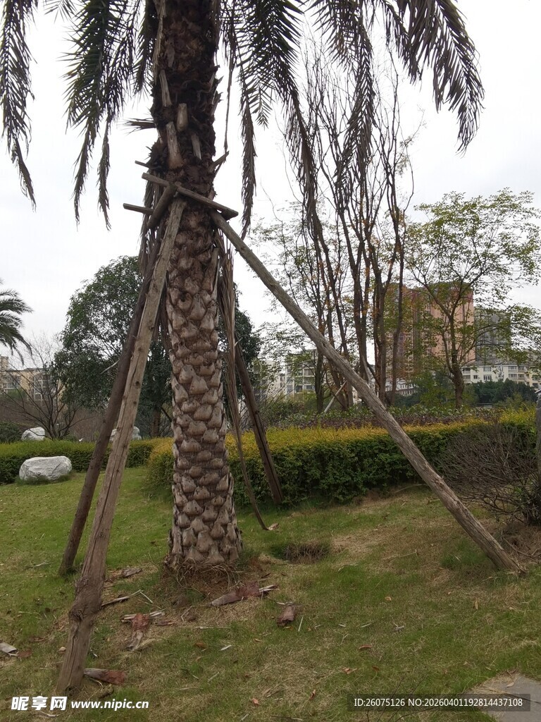 户外被支撑的棕榈树景观