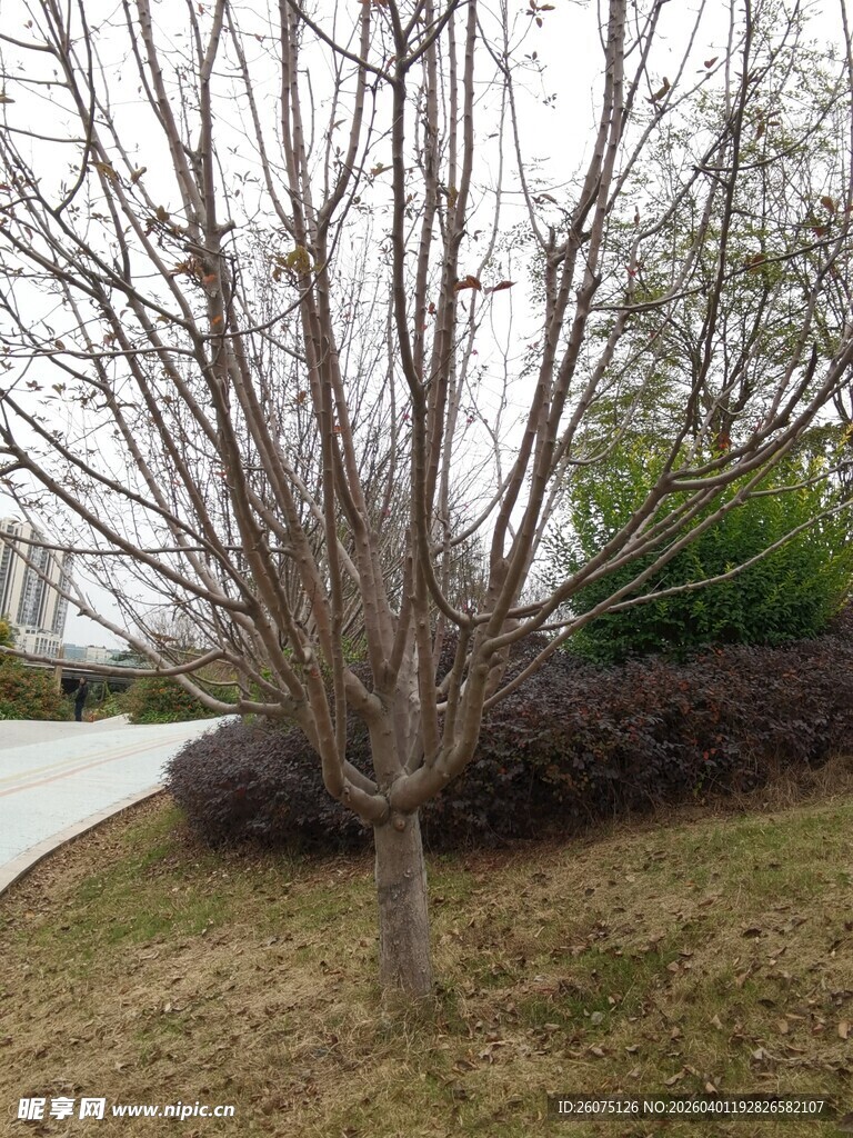 冬日光秃树木景观