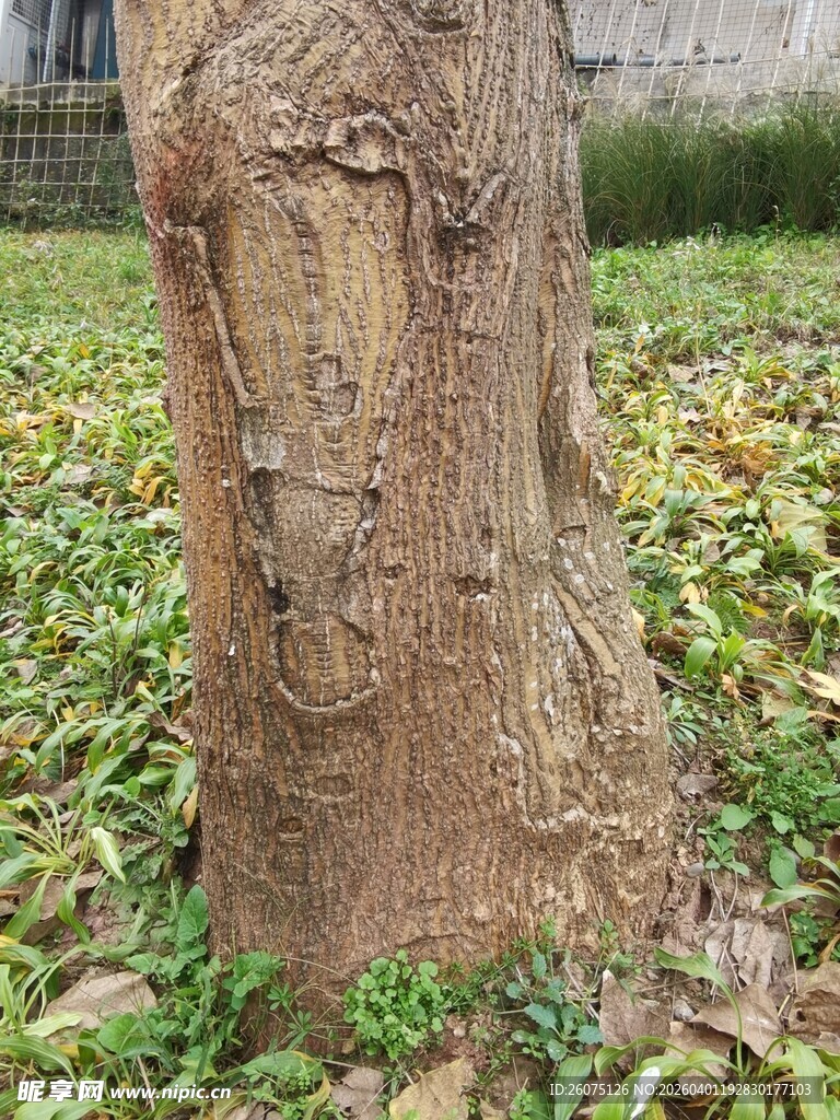 树干特写周边绿植环绕