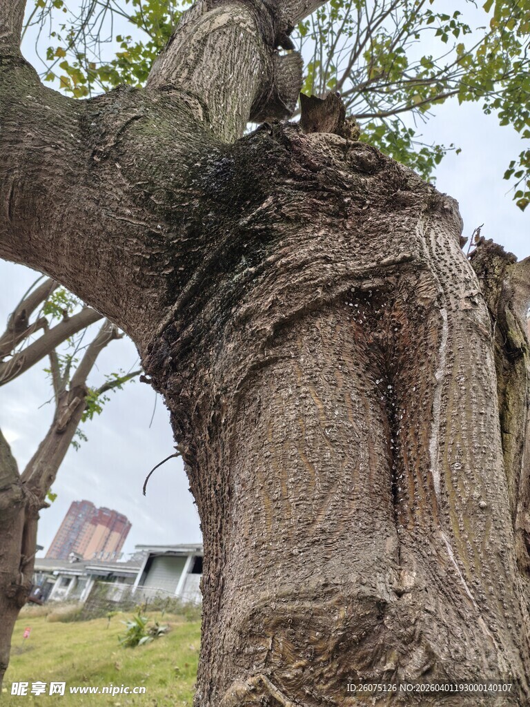 古老沧桑的大树树干