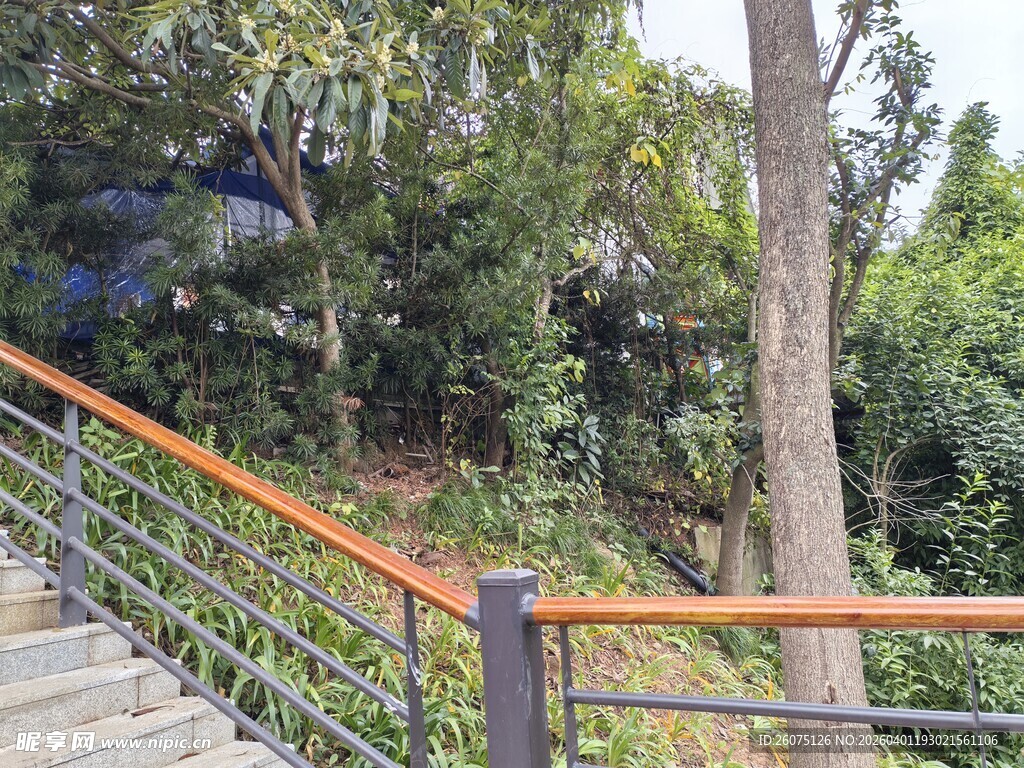 林间步道的木质扶手景观