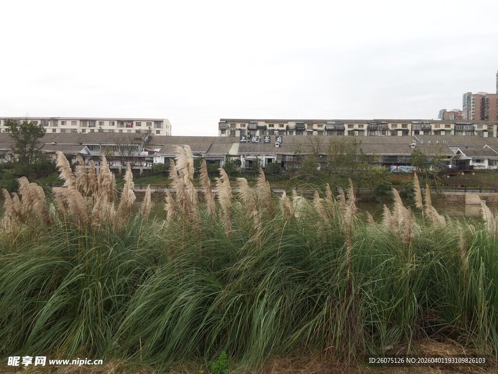 城市边的茂盛蒲苇景观